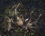 DELVXE EDITION - VOL. MCCCXXI 'Deer' by Tanya Marcuse