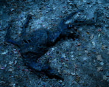 DELVXE EDITION - VOL. MCCCXXI 'Deer' by Tanya Marcuse